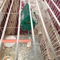 یک جفت فنچ با جوجه|پرنده|مشهد, شترک|دیوار