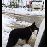 ژرمن بلک فیس