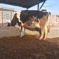 گاو|حیوانات مزرعه|چناران, |دیوار