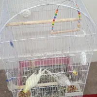 سه عدد عروس هلندی بالغ|پرنده|اهواز, پردیس|دیوار