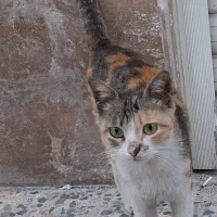 گربه واگذاری