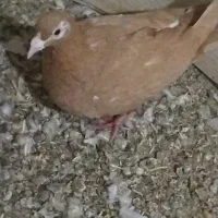 ماده کارل مولیمنز|پرنده|تربت‌حیدریه, بالا ولایت|دیوار