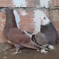 کبوتر|پرنده|خان ببین, |دیوار