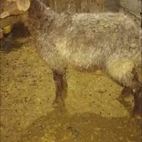 بره ماده کیلو ۴۱۰ مفت  سبک حدود ۳۰ کیلو