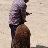100میلیون پاداش نقد