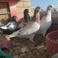 کبوتر زرنگ و قلدر و جوجه آور