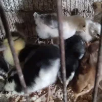 جوجه گلین وجوجه لاری|حیوانات مزرعه|انبارآلوم, |دیوار