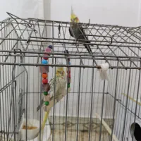 همه عروس ها مولد هستن یکیشون سخنگو هم هستن|پرنده|میانه, |دیوار