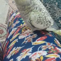 عروس هلندی گمشده جایزه واسه پیدا کردن 500 تومان