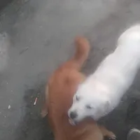 دوقلاده سگ پاکوتاه نر وماده