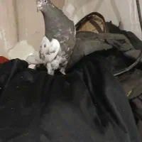 کفتر کله سیاه|پرنده|بروجرد, |دیوار