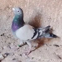 کفتر پلاکی اصل|پرنده|قرچک, قشلاق جیتو|دیوار