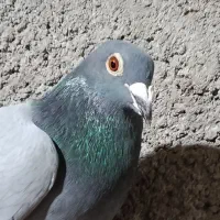 سبز|پرنده|نیشابور, ریوند|دیوار