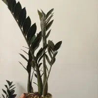 زاموفیلیا سوپر بلک