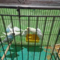 مرغ عشق زیباوخاص|پرنده|شاهین‌شهر, شهرک ردانی پور|دیوار