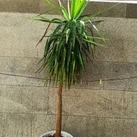 یوکا،تنه درختی|گل و گیاه طبیعی|دهدشت, |دیوار