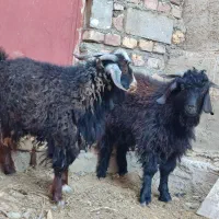 بزغاله نروطنی چاق