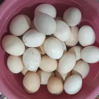تخم مرغ لاری