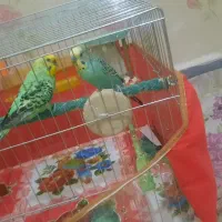 مرغ عشق نیمه اهلی