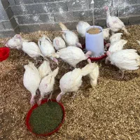 بوقلمون بیوتی اورگانیک زیر قیمت بازار