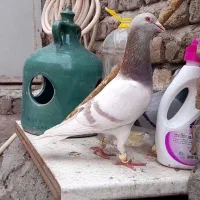 هر عزیزی این کبوتر گرفته زنگ بزنه