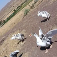 فروش ۴ عدد غاز سالم و زیبا