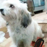 سگ شینوز|سگ|جیرفت, |دیوار