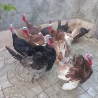 بوقلمون محلی