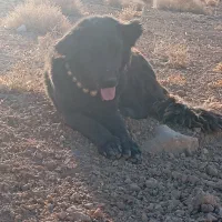 سگ نر گلی مشتی