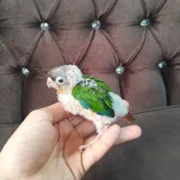 گرینچیک و کوتوله سرلاکی