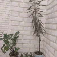 مهمانپذیر فلکه آب فاصله تا حرم یک دقیقه|اجارهٔ کوتاه‌مدت آپارتمان و سوئیت|مشهد, آیت الله خامنه‌ای|دیوار