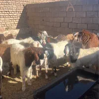 بزغاله چاق مناسب قصابی