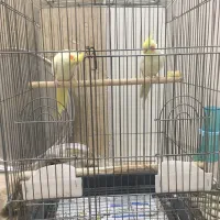 یک جفت عروس هلندی