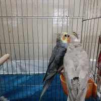 جفت عروس هلندی