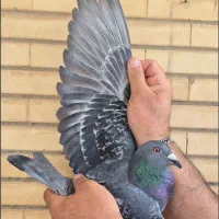 جوجه پلاکی خون خالص پدر مادر بازرگان نشسته