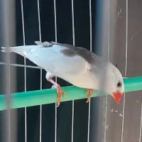فنچ نرسفید دورگه پشت دار آماده معاوضه با ماده کینگ