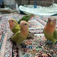 جوجه طوطی نرم خور و سرلاکی