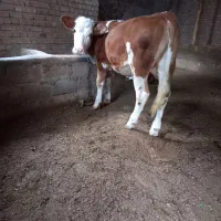 فروش فوری گوساله ماده سیمینتال