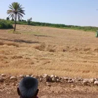 طالب-زمین-اجاره-ای-اطراف-کوزران-دیم-یا-ابی
