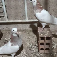 جفت کلفه بالا