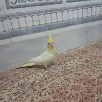 عروس هلندی لیتینو|پرنده|سراوان, |دیوار