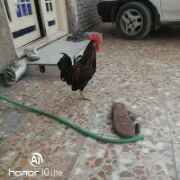 خروس مغاوضه با مرغ