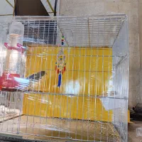 قنار نر مست سفت خون اماده جفت زدن|پرنده|تهران, جنتآباد مرکزی|دیوار