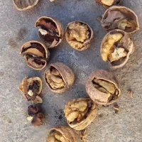 گردو تازه امسال|خوردنی و آشامیدنی|شاهین دژ, |دیوار