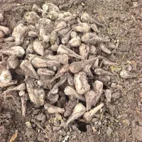 چغندر فروشی کیلویی 7000