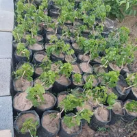 نهال انگور|حراج|تاکستان, |دیوار