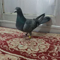 دوبر پلاکی|پرنده|اردبیل, |دیوار