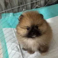 توله سگ پامرانین خرسی اصل