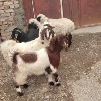 چهار عدد بزقاله دو عدد بره