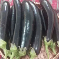 بادمجون سرخ شده کبابی وترشی شمال|خوردنی و آشامیدنی|تهران, فلاح|دیوار